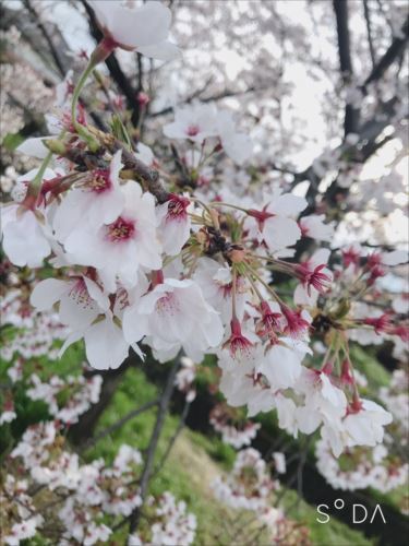 2019-1桜.jpg