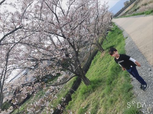 2019桜.jpg