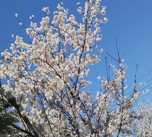 IMG_20190409_130242.jpg