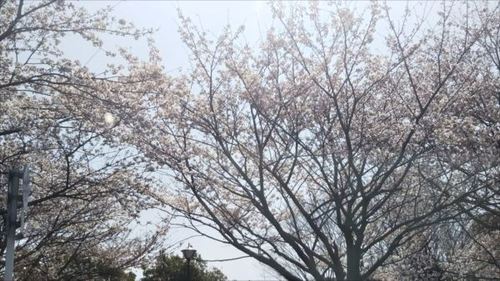 2018桜4.jpg