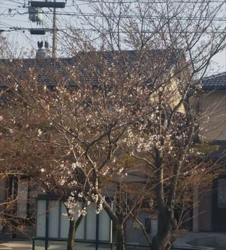 2018桜5.jpg