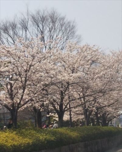2018桜6.jpg
