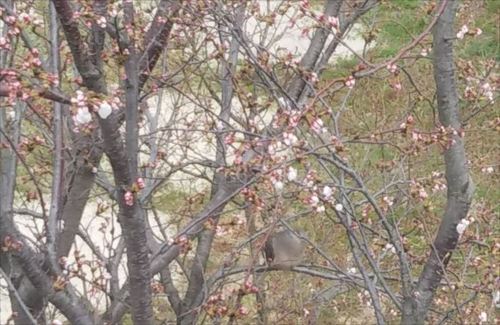 2019桜2.jpg