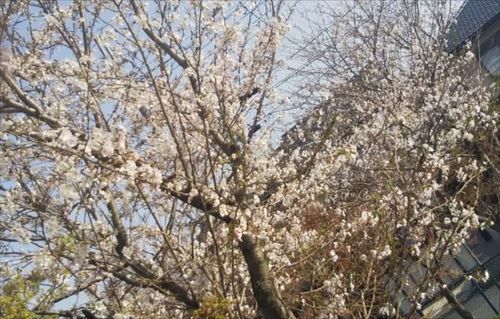 3.29桜.jpg