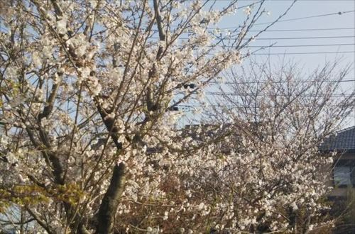 3.29桜2.jpg
